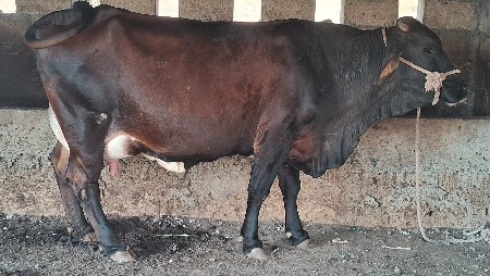 ગાય વેચવાની છે