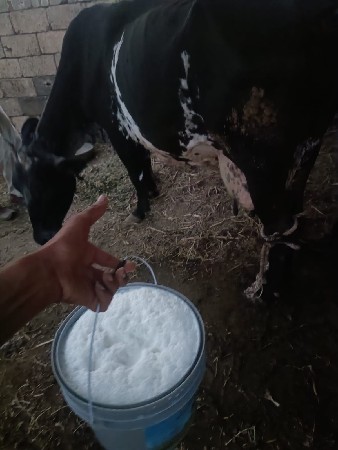 આગાવેશવાનીશે