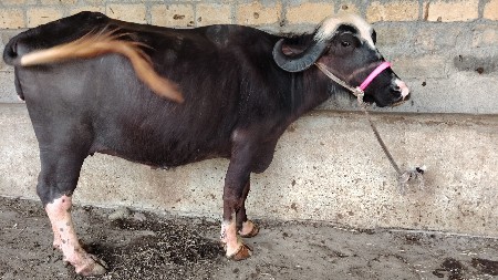 थंबनेल 3