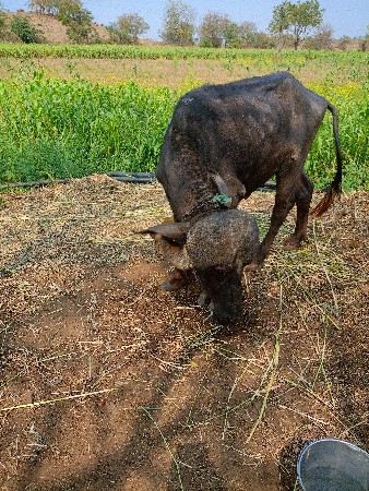 થંબનેલ 2