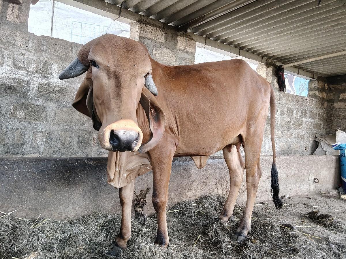 थंबनेल 2