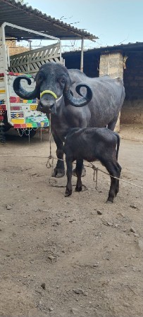 ભેંસ વેચવાની છે.