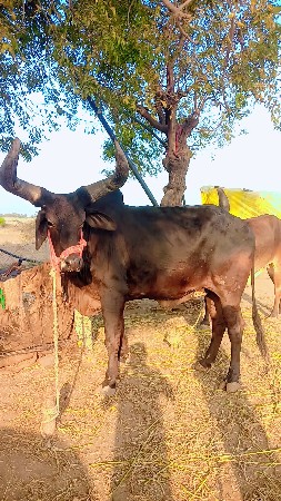 આ બળદ વાછવા નો છે
