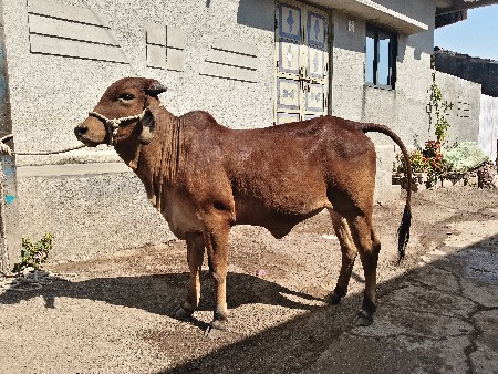 थंबनेल 3