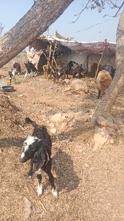 ઘેટાં.બકરા.બકરી
