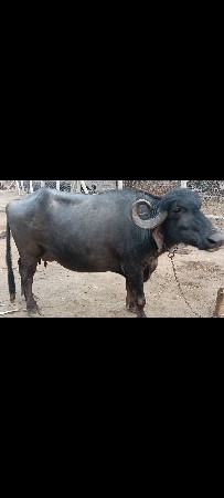 थंबनेल 3