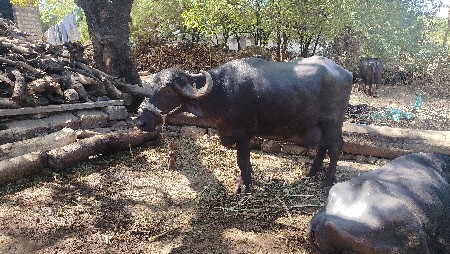 ભેંસ વેચવાની છે