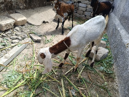 थंबनेल 3