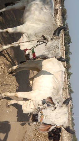 થંબનેલ 2