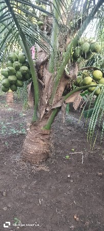 નારયલ આપવાના સે 4 વરસના રોપા સે