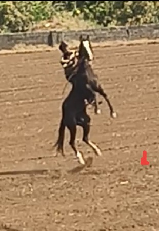 ઘોડી વેસવાની સે