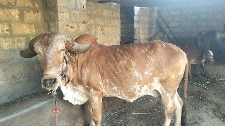 थंबनेल 3