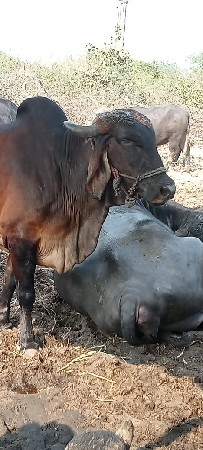 थंबनेल 2