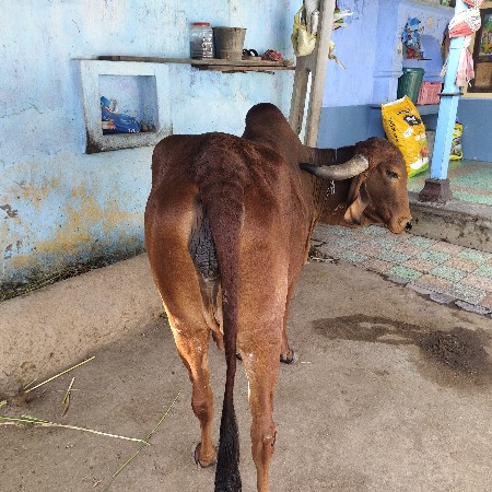 થંબનેલ 3