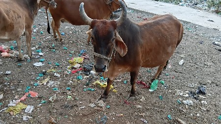 थंबनेल 3