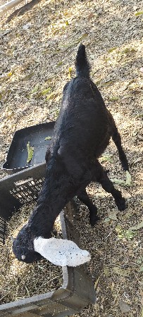 બે બકરા વેચવા છે