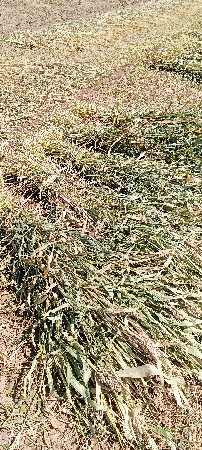 જવાર ની સાર