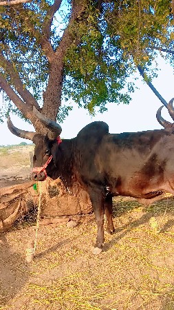 थंबनेल 2