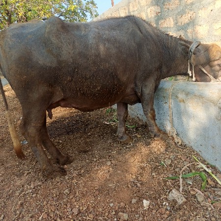 ભેંસ વેચવાની છે બીજી વેતર