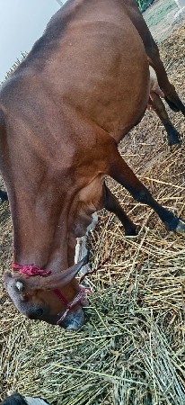 જર્સી ગીર ક્રોસિંગ