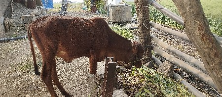 थंबनेल 3