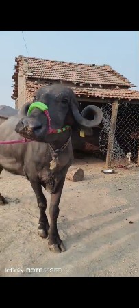 ભેંસ વેચવાની છે