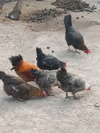 છ દેશી મુરઘા વેચવાના છે