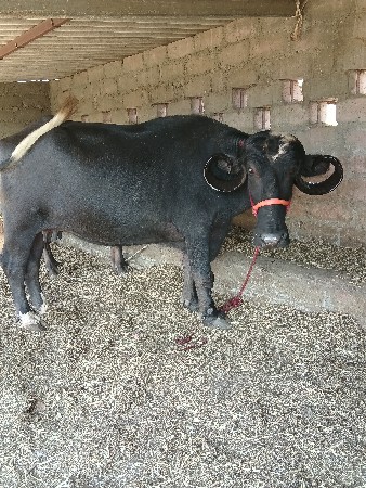 थंबनेल 3