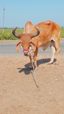 थंबनेल 2