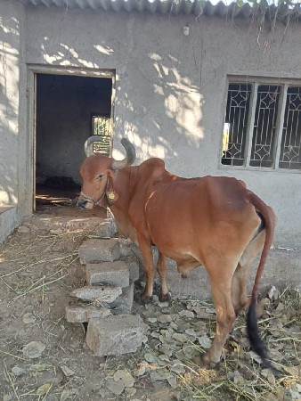 બરદ દેવાનોસે