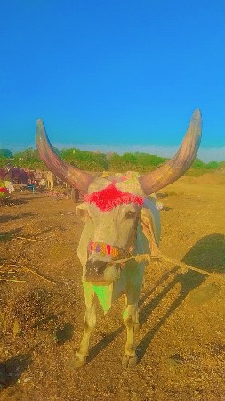 થંબનેલ 3