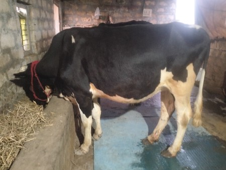 ગાય વેચવાની છે