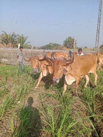 थंबनेल 3