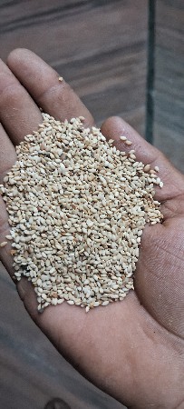 તલ નુ બીયારણ વેચવાનુ છે.