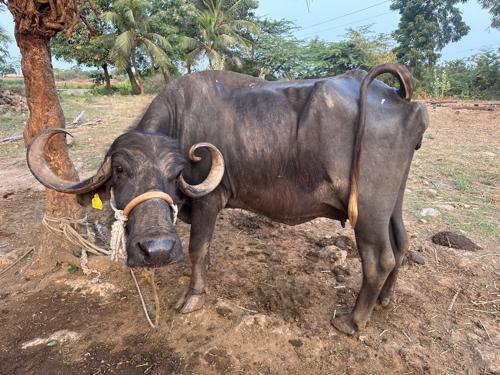 3 જૂ વેતર વ્યાસે 2 મહિના ની ગાભણી