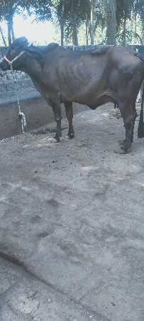 બન્ને બીજું વેતર ગાભણ