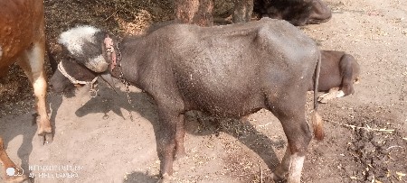 थंबनेल 3