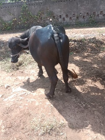 ખળેલી વેચવાની છે