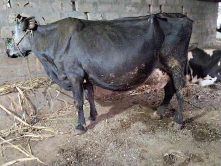 એચ. એફ. ગાય વેચવાની છે