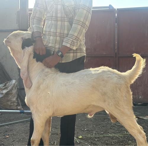 થંબનેલ 3