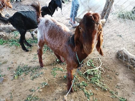 લાલ બકરો બે દાતે છે એકદન છે કાળો