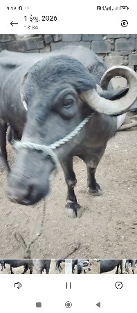 थंबनेल 2