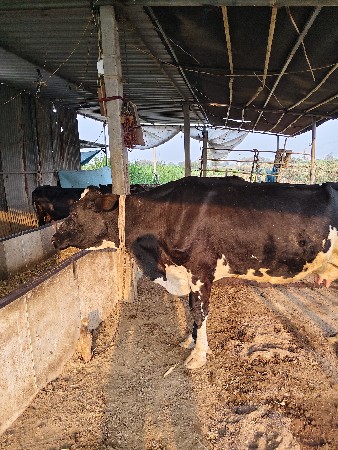 જર્સી ગાય વેચવાની છે