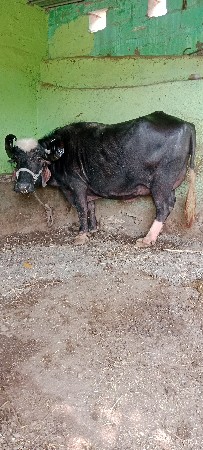 ભેસ વેસવા ની સે