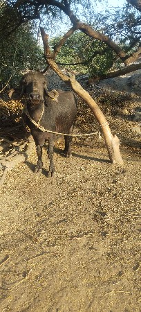 ભેંસ વેચવાની છે