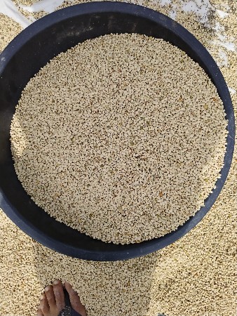 ચોરીનું ઉત્તમ બિયારણ