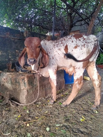 थंबनेल 3