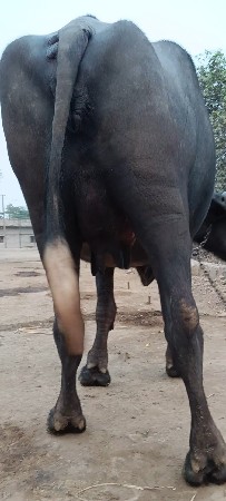 થંબનેલ 3