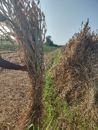 juvar ni nil vechva ni se