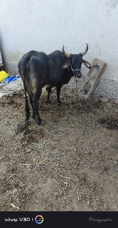 થંબનેલ 3